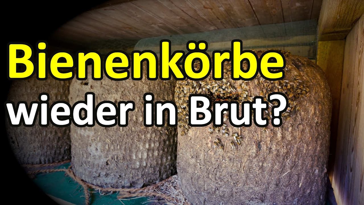 Abgeschwärmte Bienenkörbe wieder weiselrichtig und in Brut? Am Flugloch - Bienenkorb - Stülper
