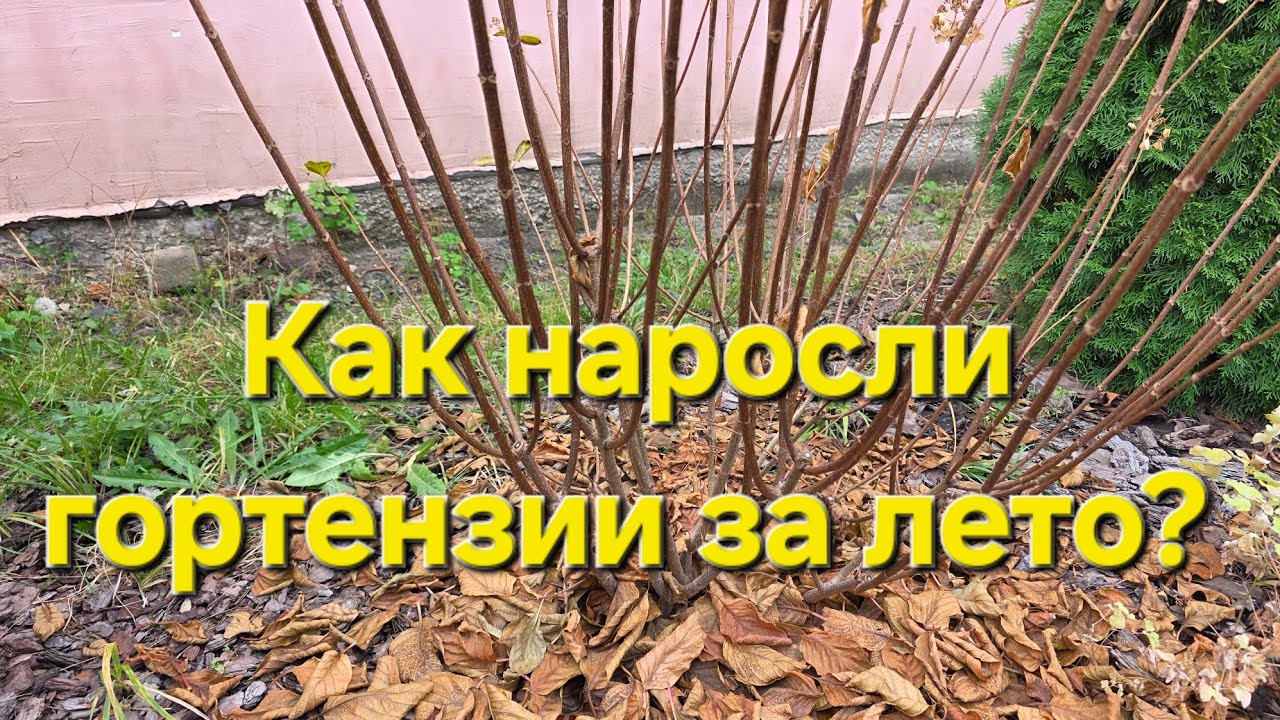 Смотрим как наросли. Что будем исправлять?