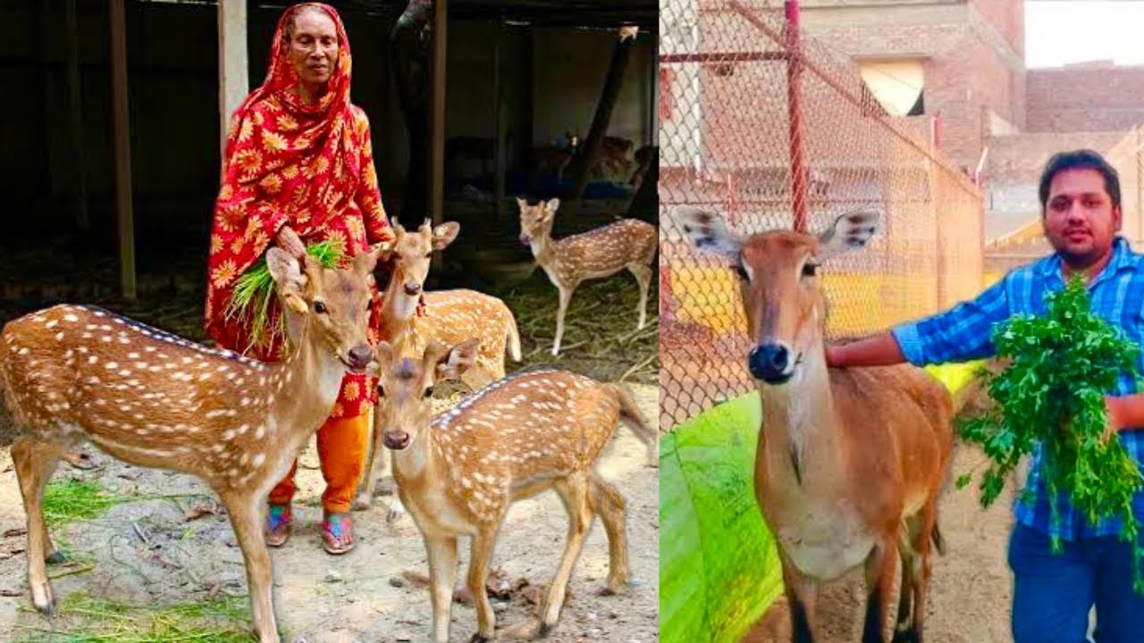 Start Now Deer Farm In Hyderabad, Ab Deer Farming kro Bakra Farming ki Tarah, Hsn Entertainment