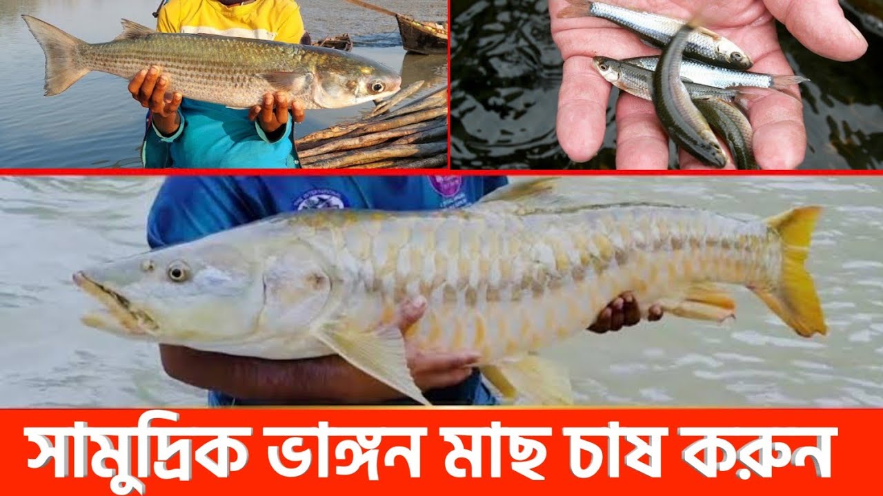 সামুদ্রিক ভাঙ্গন মাছের পোনা।ভাঙ্গন মাছ চাষ। মহাশোল মাছ চাষ। লাভজনক মাছ চাষ পদ্ধতি ২০২৬ 