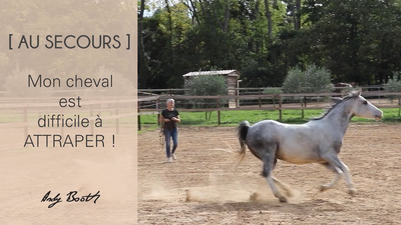 [AU SECOURS] Mon cheval est difficile à attraper !