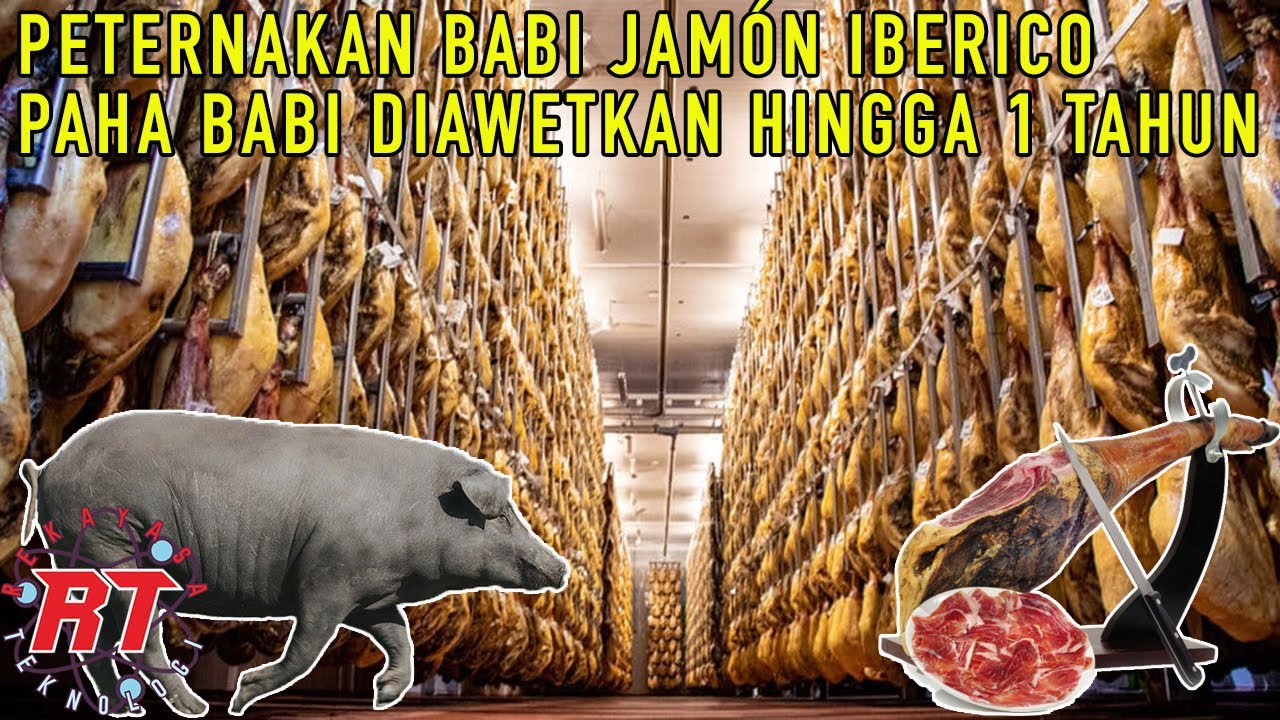 PERTERNAKAN BABI TERMAHAL JAMÓN IBERICO SPANYOL DAN PROSES PENGOLAHAN PENGAWETAN PAHA BABI DIASINKAN