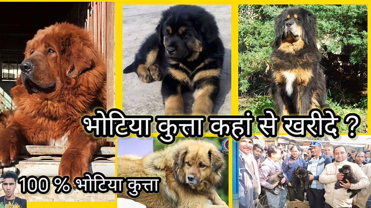 भोटिया कुत्ता | bhotiya kutta | tibetan mastiff dog | bhotia dog| कहां से खरीदे भोटिया कुत्ता | dog