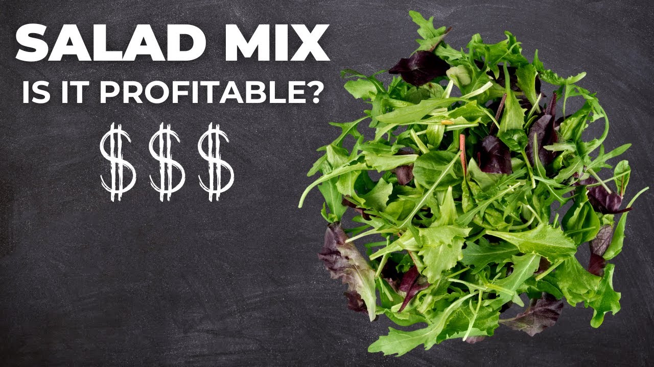 Salad Mix Success: Economics of Baby Greens for Market Gardeners