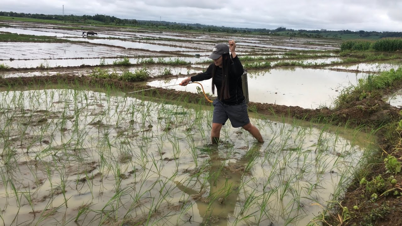 PAGTATANIM NG PALAY AT PAGSPRAY? KAKAYANIN! BAWAL TAMARIN NGAYONG 2023😁 HappyNewYearEVERYONE