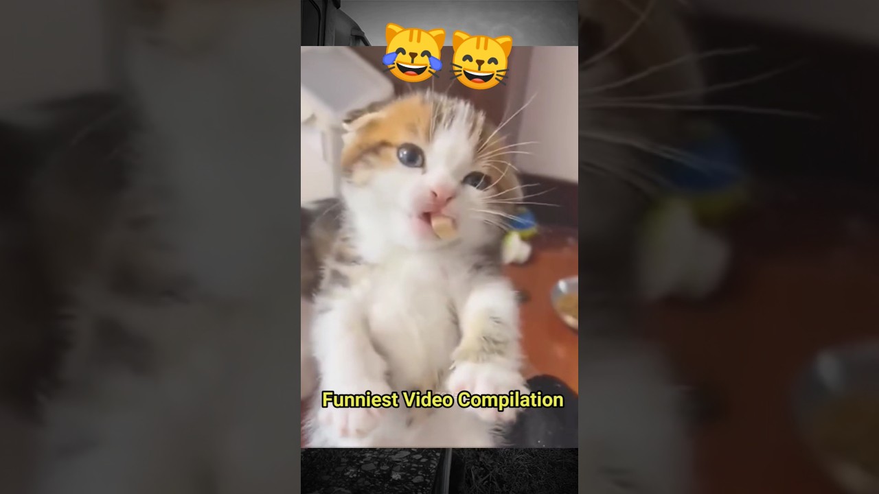 Funny cat reactions 
