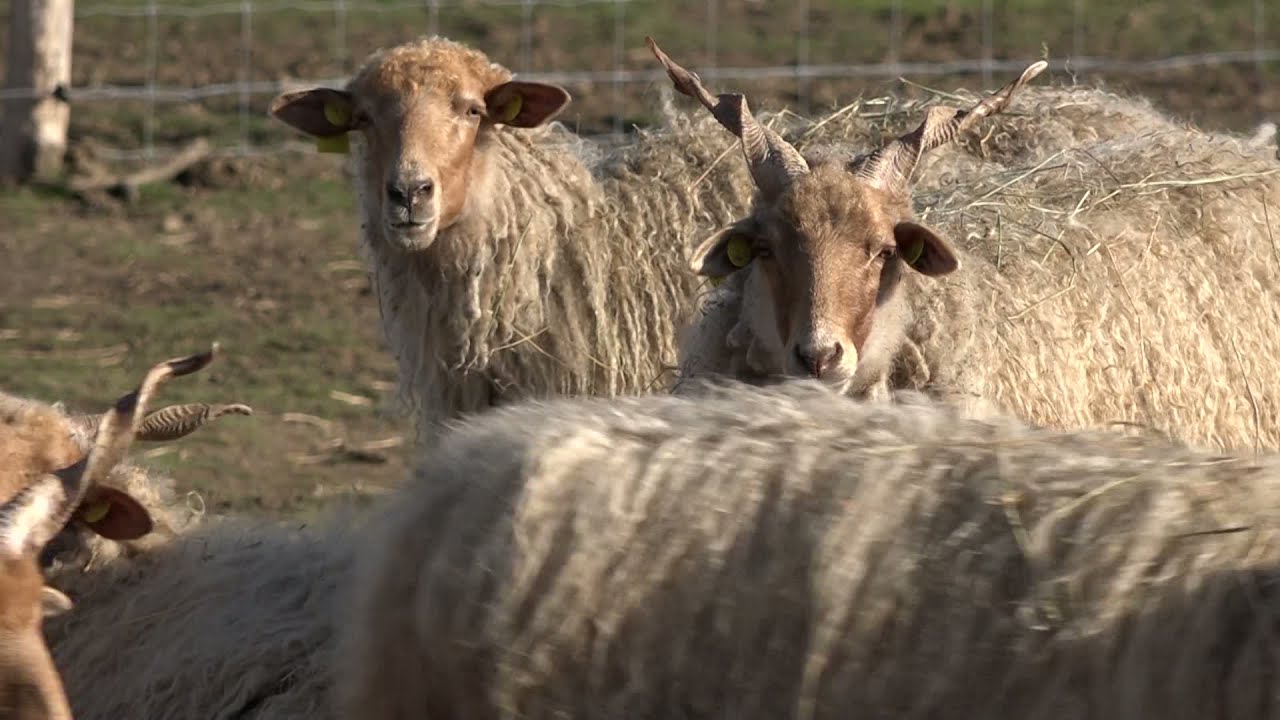 A tanyasi élet szépségei