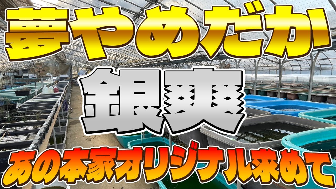 この道数十年！超ベテランめだか屋さんに潜入！『夢やめだか』
