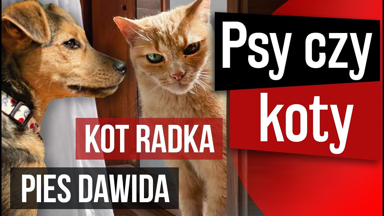 PSY czy KOTY - co wolisz? | Podsiadło Kotarski Podcast #12