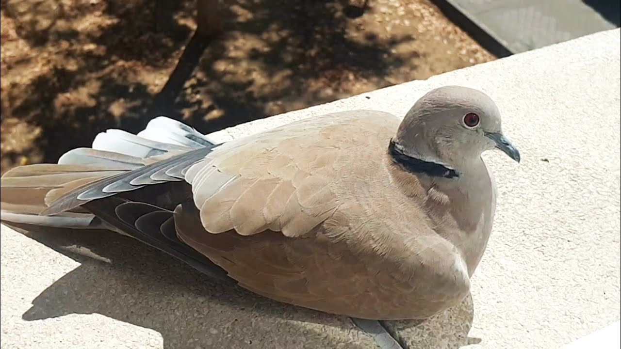 El Parque de Robin....Germán se resiste para no perder su sitio en la ventana, Arturito no aparece