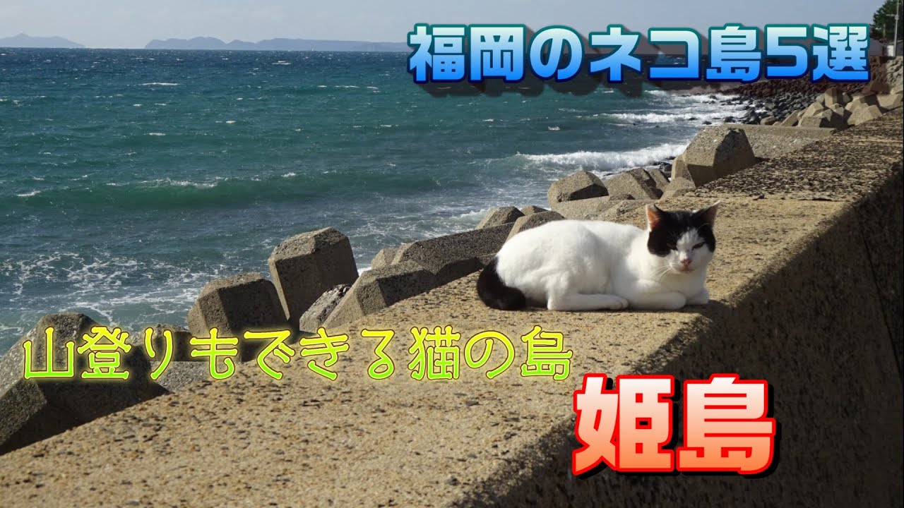 福岡ネコ島5選　その②　「姫島」