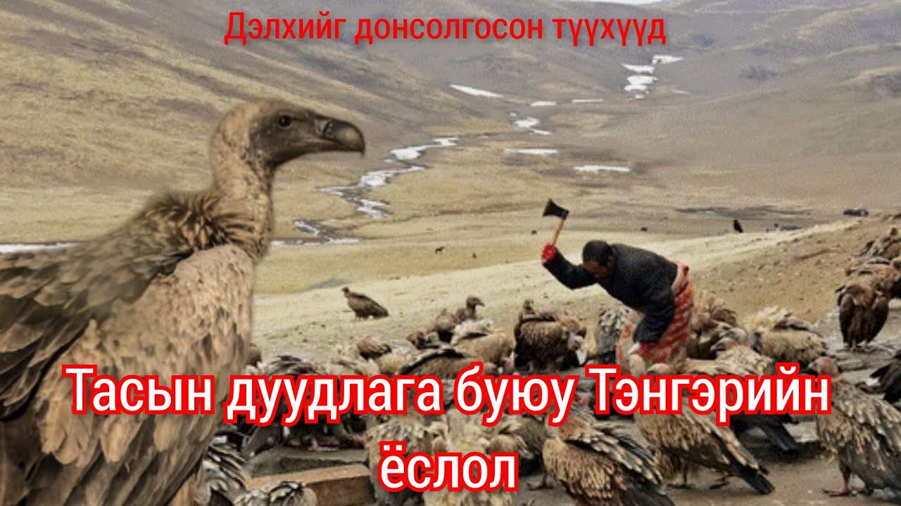 Тас шувууны амьдрал алаан хядааны түүх. Гоё түүхүүд Goe tuuhuud mongol heleer kino Barimtat kino