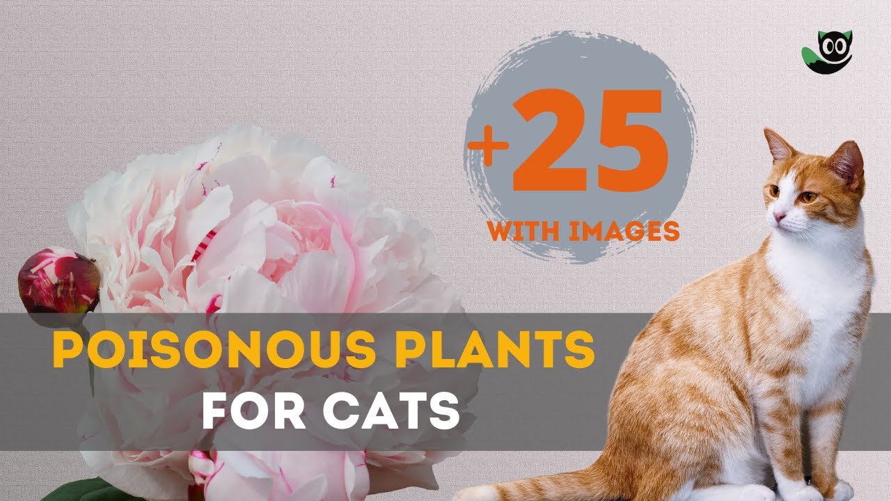 Beware! These 25 Poisonous Plants  For Cats Can Harm Your Feline Friend