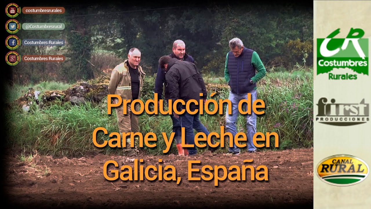 Producción de Carne y Leche en Galicia, España / CIAM / Vaca Rubia - Costumbres Rurales 567