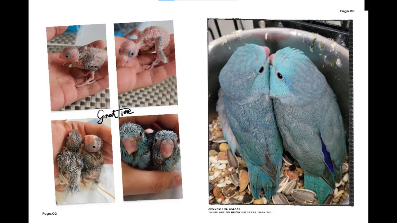 Blue Parrotlets Growth Stages | 1 Day - 7 Weeks