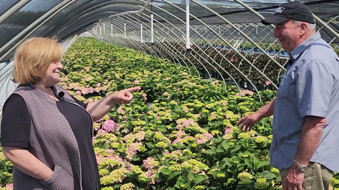 Hydrangea Let's Dance Sky View® (Reblooming Hydrangea) - Free Flowering, Improved Bud Hardiness👍👏😉💚