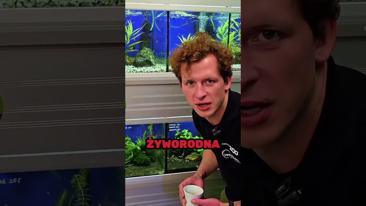 Jakie rybki do 30 litrowego akwarium dla c&oacute;rki? #rybki #akwarystyka #akwarium #shorts