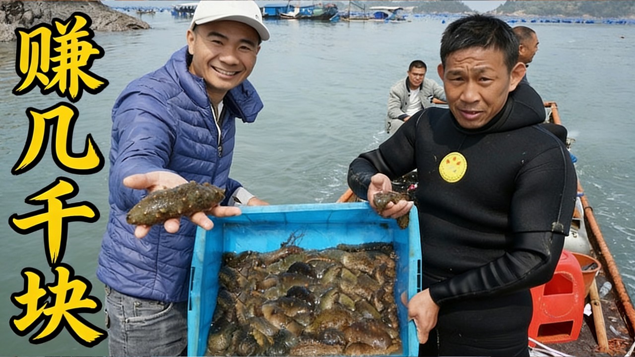 阿烽请来潜水大神摸海参，直接摸出二十斤，上岸一卖发大财了