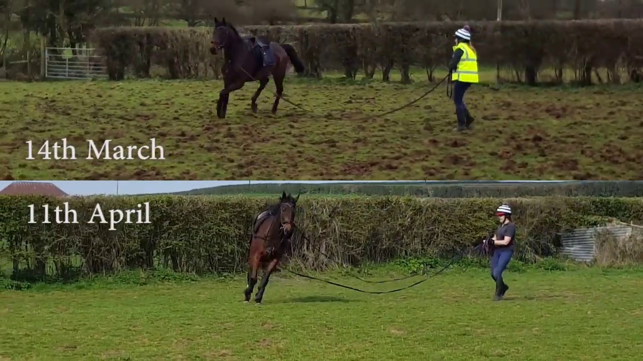 Eric - Same Horse 4 weeks apart