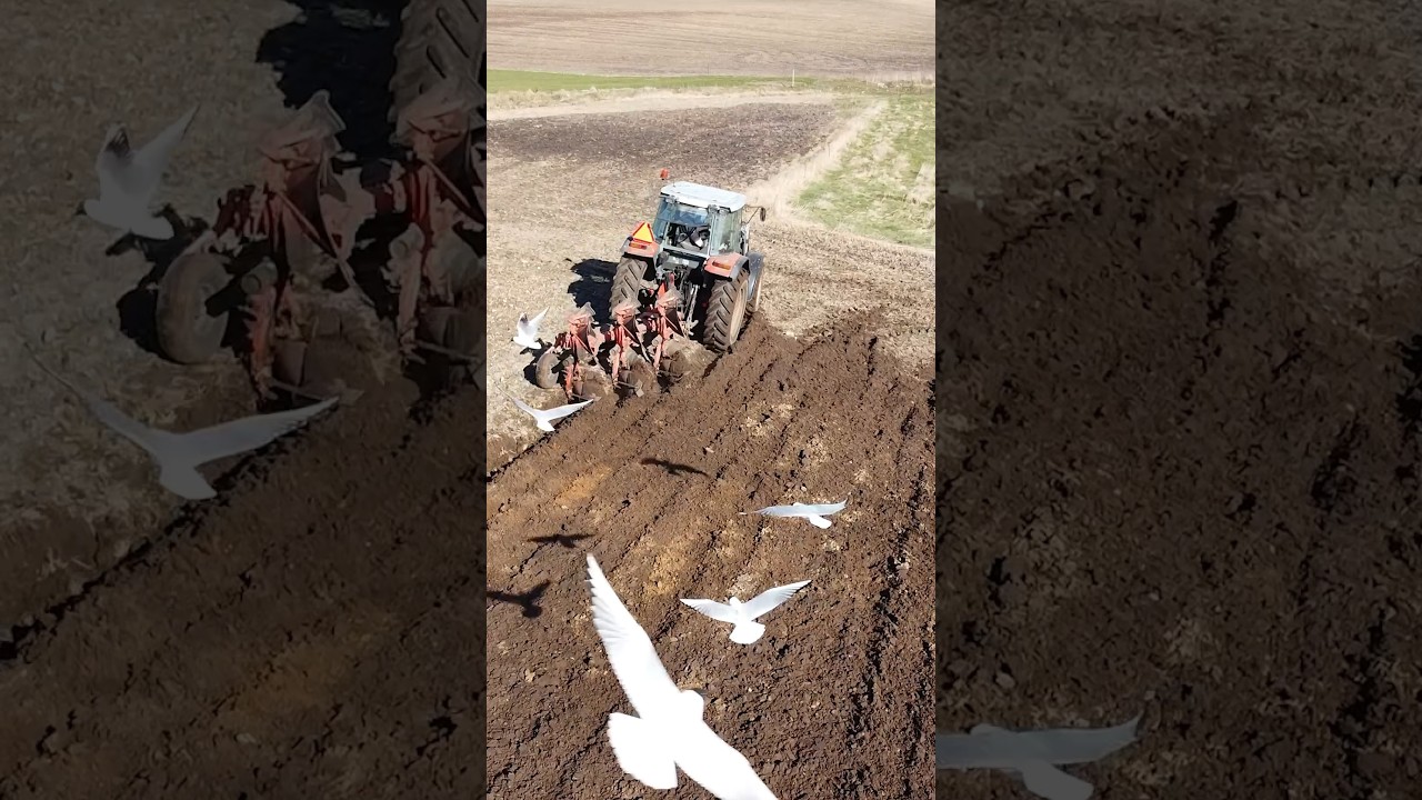 Why Are There So Many Birds After Plowing A Field? 