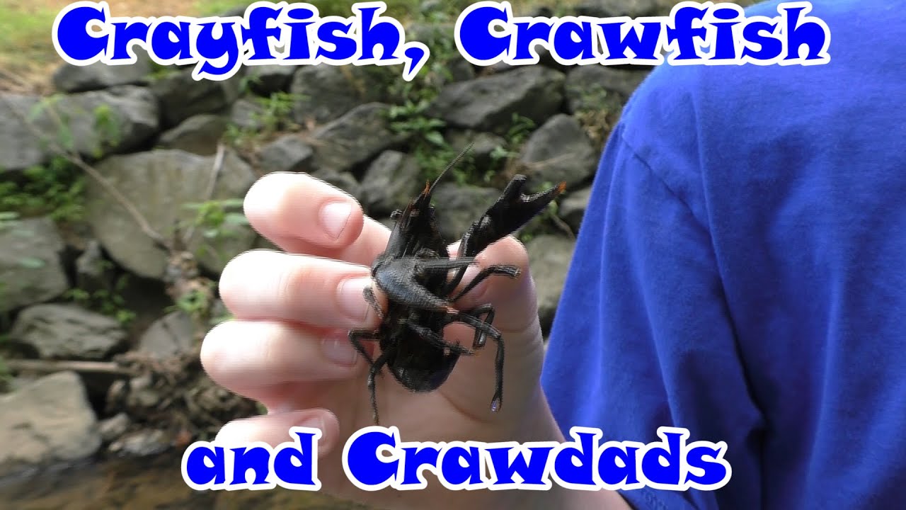 Crayfish, Crawfish and Crawdads