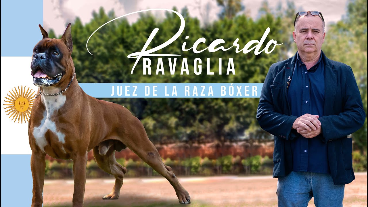 RICARDO RAVAGLIA I JUEZ Y CRIADOR DE LA RAZA BÓXER I JUEZ ATIBOX I EN ENTREVISTA CON PERROS PREMIER