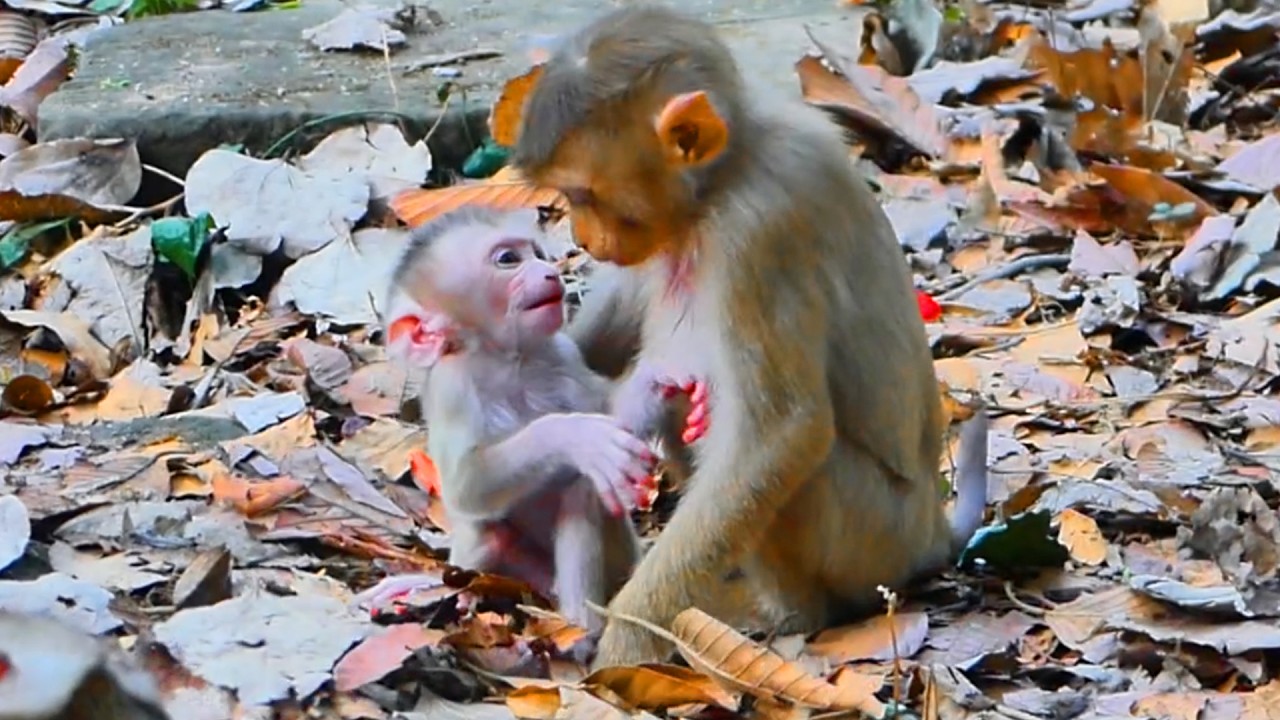 Sister Lily Helps & Supports Baby Levy Walk While Mom Trains Him – Adorable Monkey Family Moment