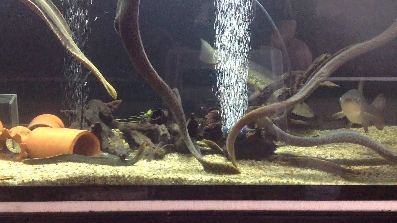 Gymnothorax polyuranodon // Before get dinner