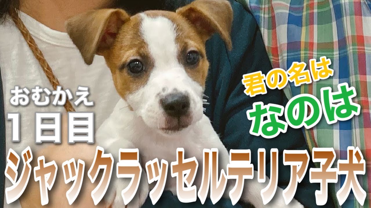 新しい家族をお迎え！ジャックラッセルテリアの子犬【なのは】