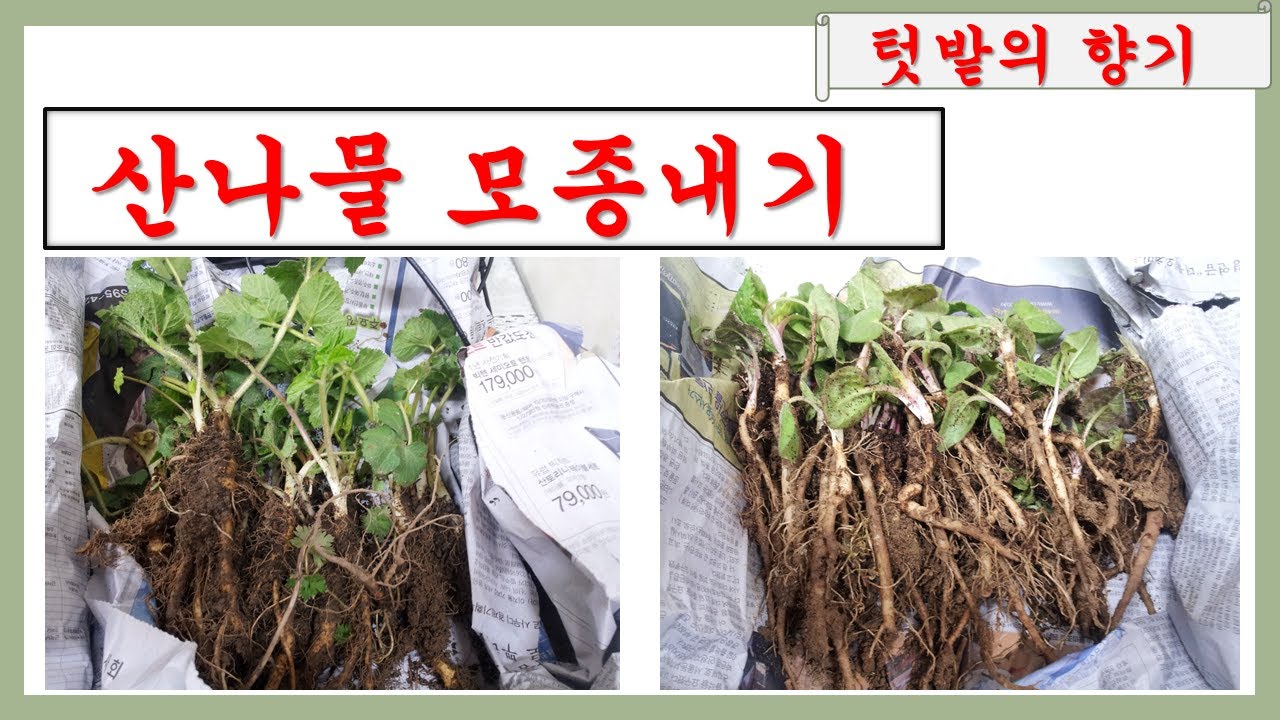 산나물 모종내기(산나물 씨앗관리-발아억제 물질 제거/ 산나물 이식하기/ 어수리 재배)