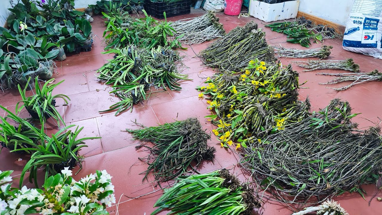 Lan rừng ngày 14/3_siêu rẻ ý ngọc, kim điệp,kèn,trầm,kiều,hồ điệp,địa lan rủ..0392598516