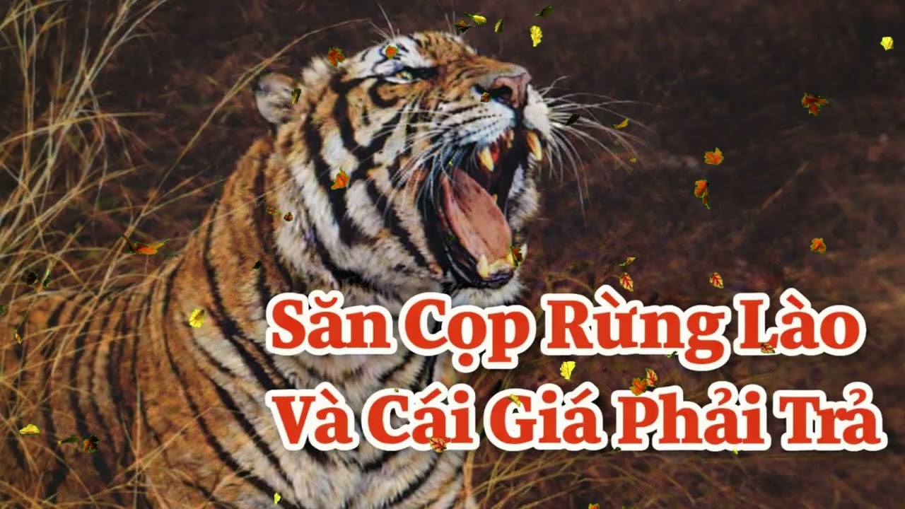 SĂN CỌP RỪNG LÀO VÀ CÁI GIÁ PHẢI TRẢ.