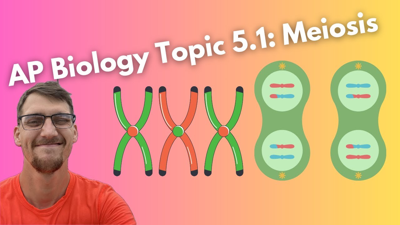 (2019 curriculum) 5.1 Meiosis - AP Biology