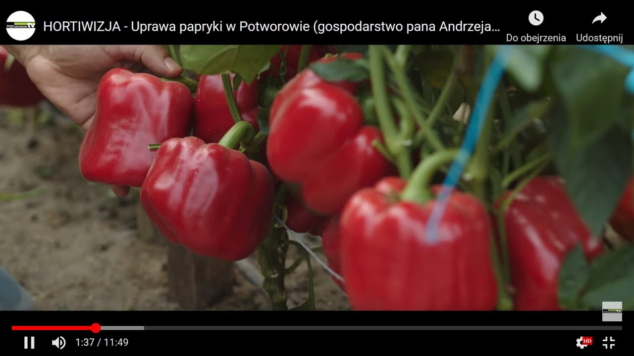 HORTIWIZJA - Uprawa papryki w Potworowie (gospodarstwo pana Andrzeja Krzywkowskiego)