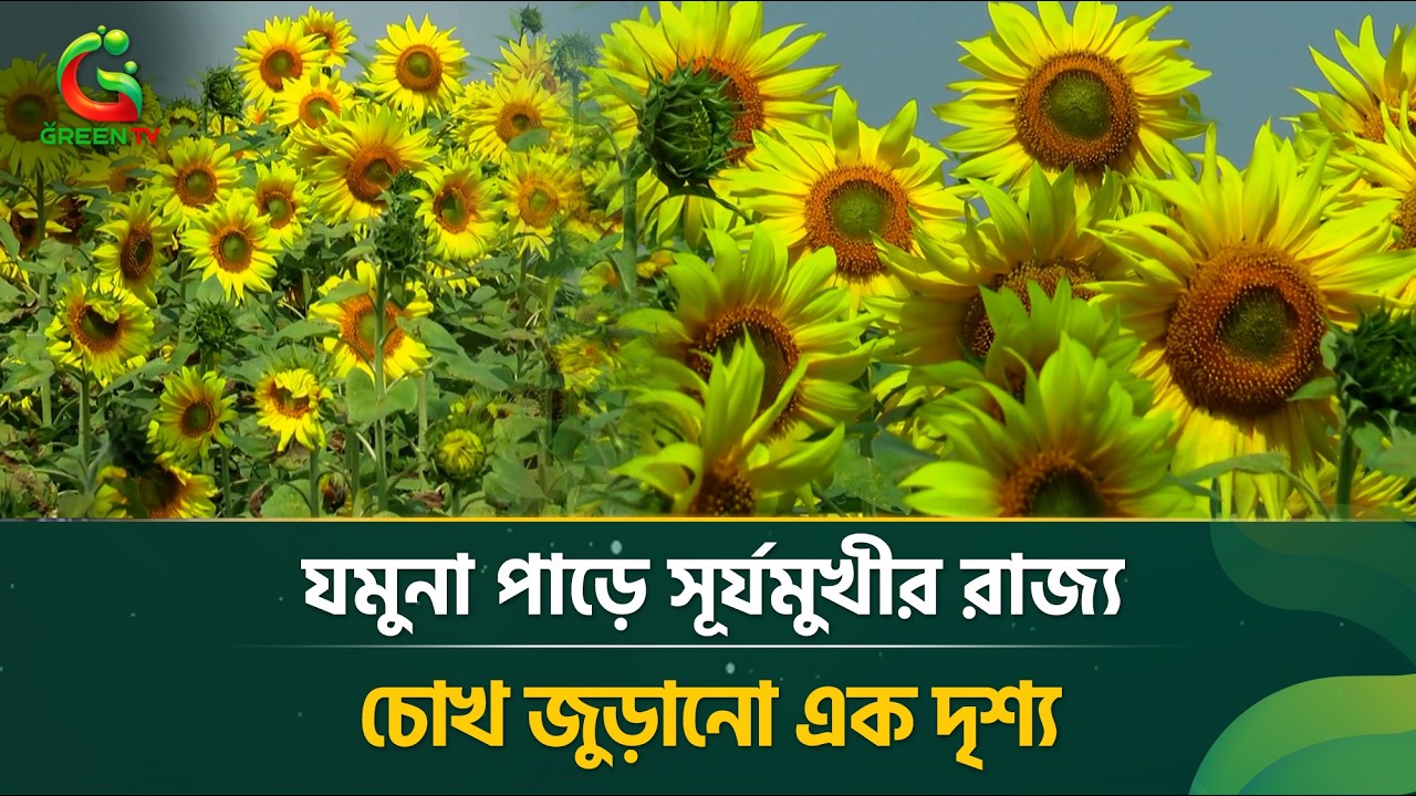 ভোরের আলোয় ঝলমল সূর্যমুখী ক্ষেত, মুগ্ধ দর্শনার্থীরা