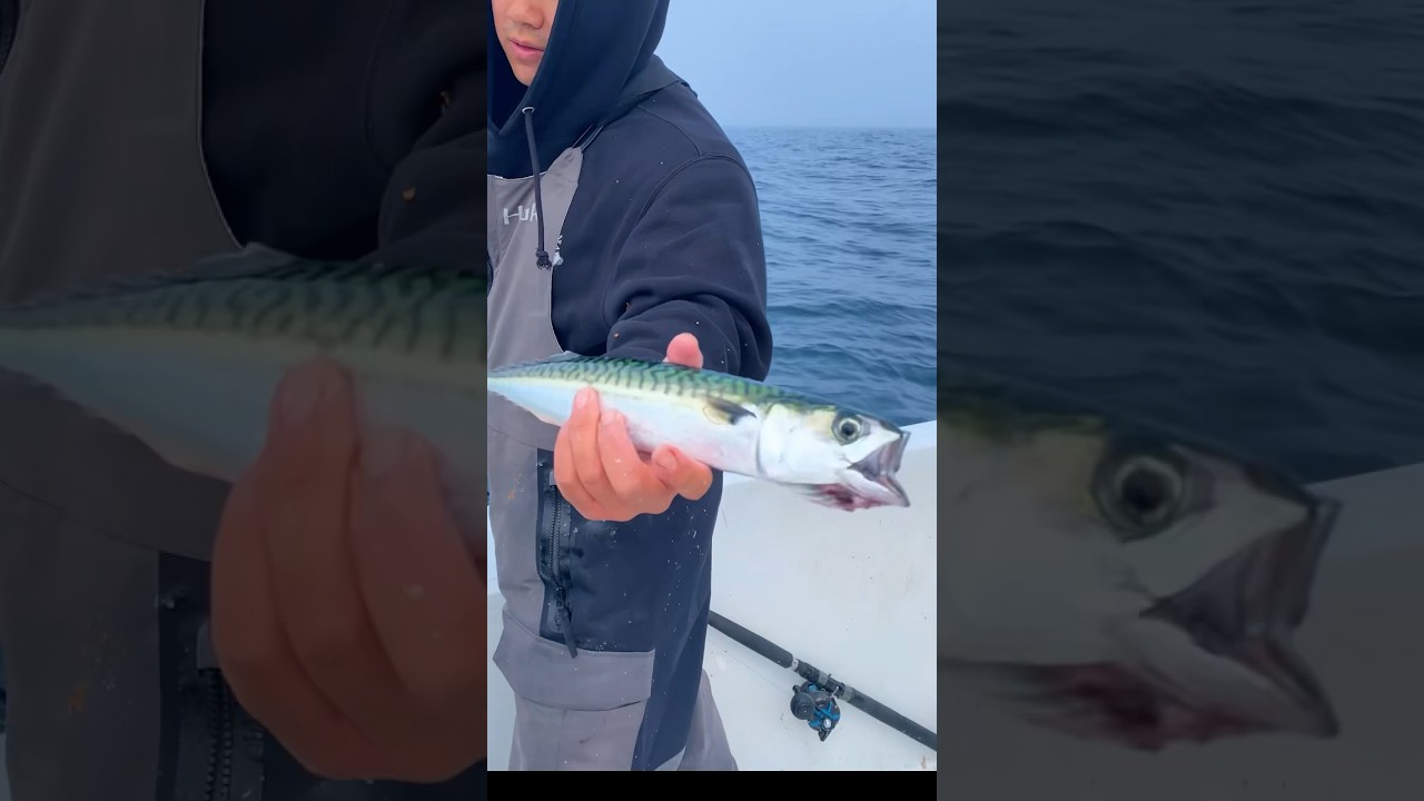 Asians Aren&rsquo;t the Only Ones who Eat This Fish #shorts #fishing