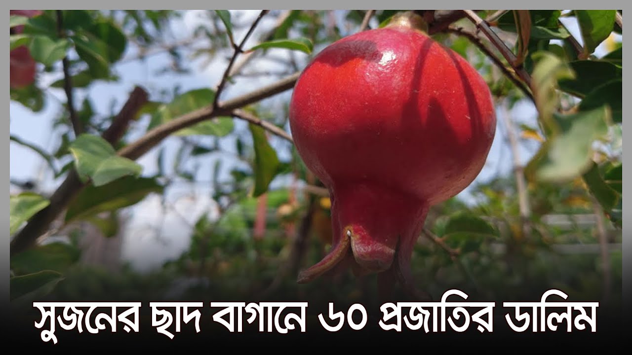 সুজনের ছাদ বাগানে ৬০ প্রজাতির ডালিম | Pomegranate Cultivation | Rajshahi News