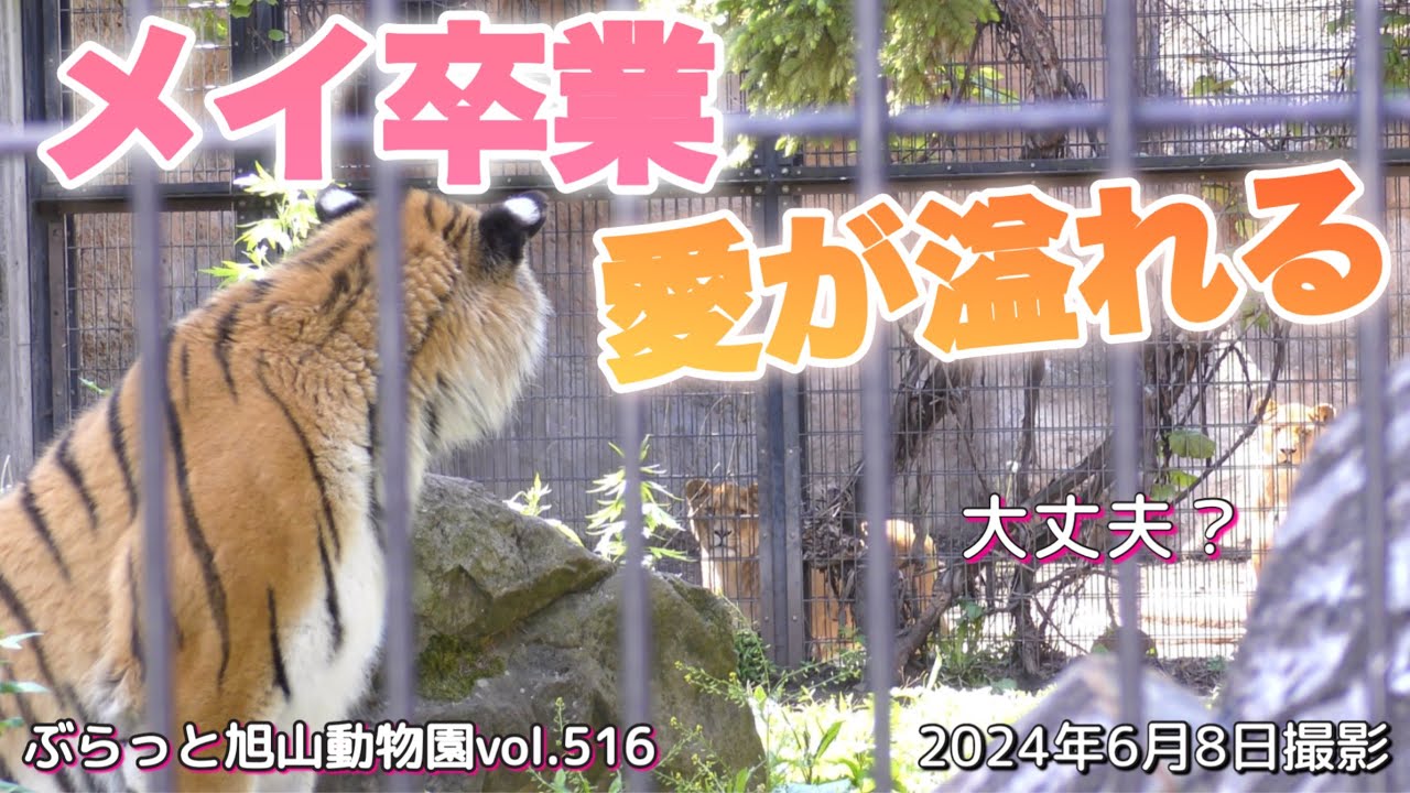 《旭山動物園ライオン＆トラ》涙、感動メイ独り立ち！ザリア＆オリトイオファミリーの愛に支えられて頑張るメイvol516/Lion watches as tiger becomes independent