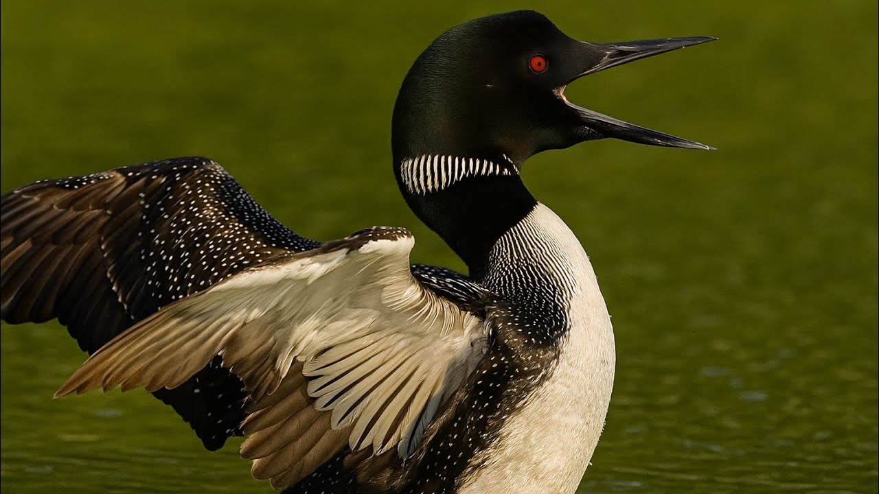 Common Loon Calls for Sleep, Study & Meditation | Wail, Yodel, Tremolo & Hoot (No Music)