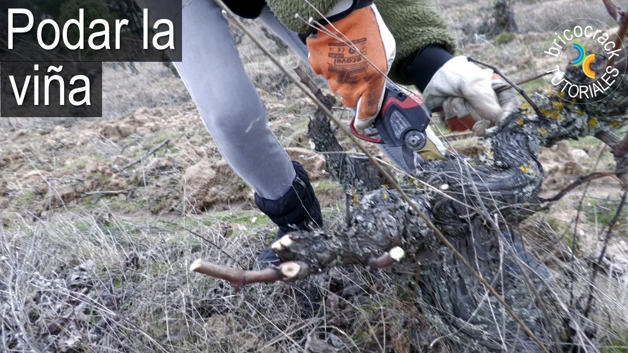 Poda de viña en invierno (Ribera del Duero) y debatimos: ¿mejor vaso o espaldera? (Bricocrack)