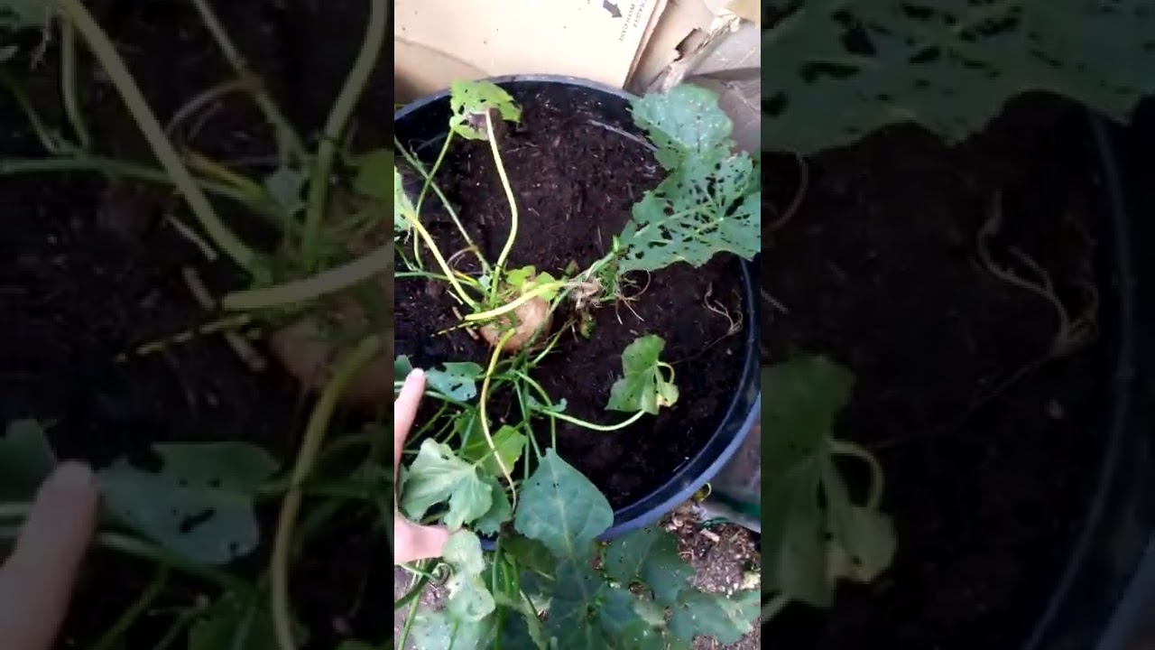 Growing sweet potatoes in UK