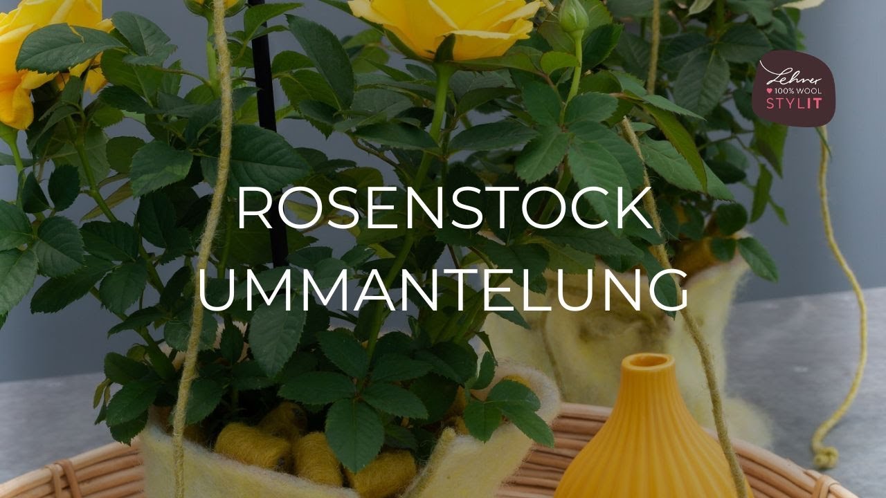 Rosenstock Ummantelung f&uuml;r den Fr&uuml;hling