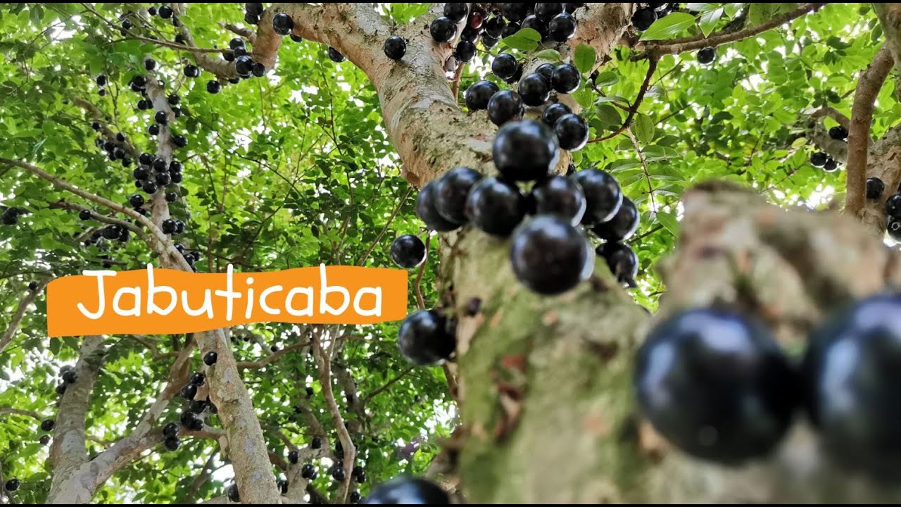 JABUTICABA CONOCE MAS SOBRE ESTA INCREÍBLE FRUTA Y SUS BENEFICIOS|