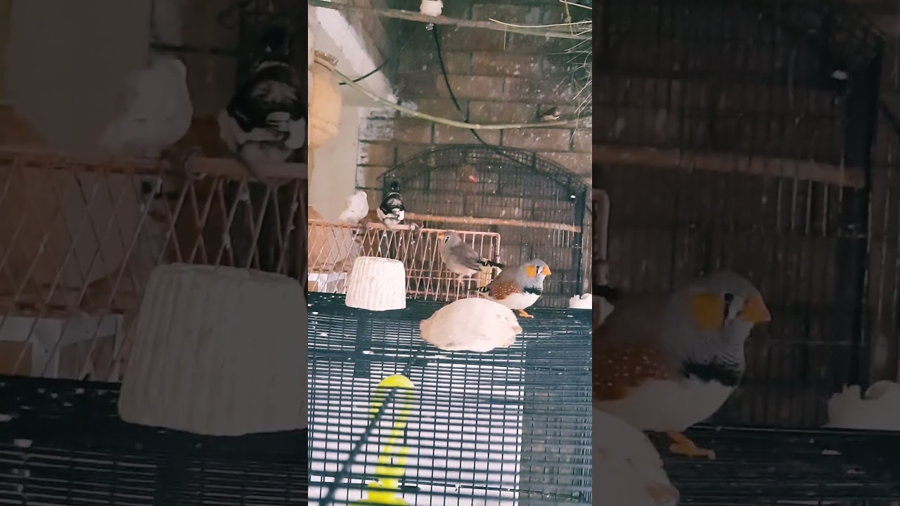 Zebra finches are having a chilly morning. #zebrafinch #viral #vibrantbirds #viralvideo #nature