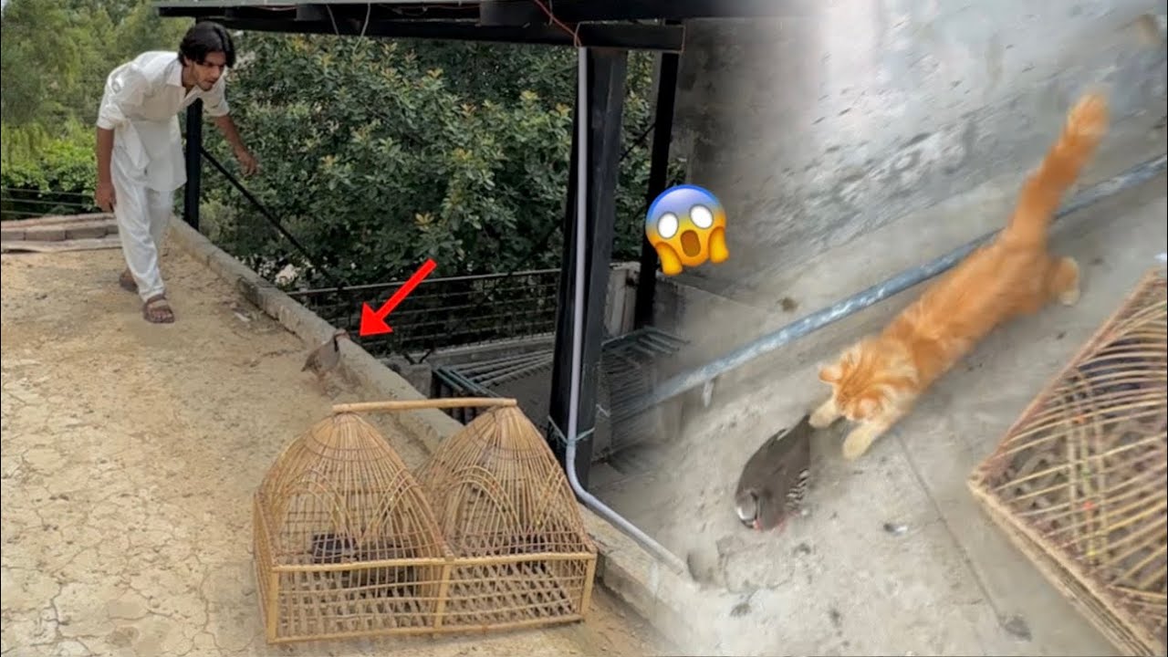 Chakoor ur gay  || Marry na hamla kr dia 😱