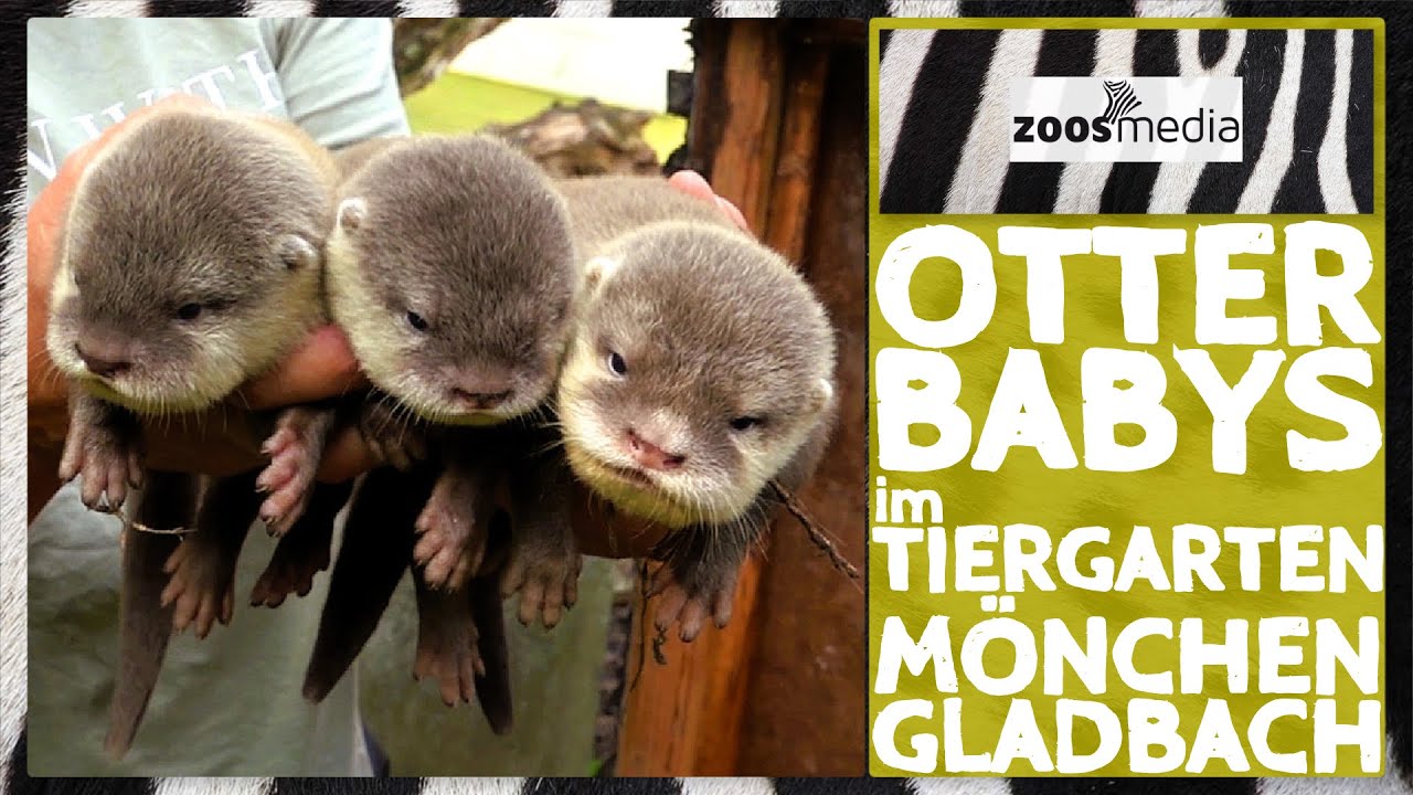 Tiergarten Mönchengladbach: 3 OTTER-Babys 😍 | zoos.media