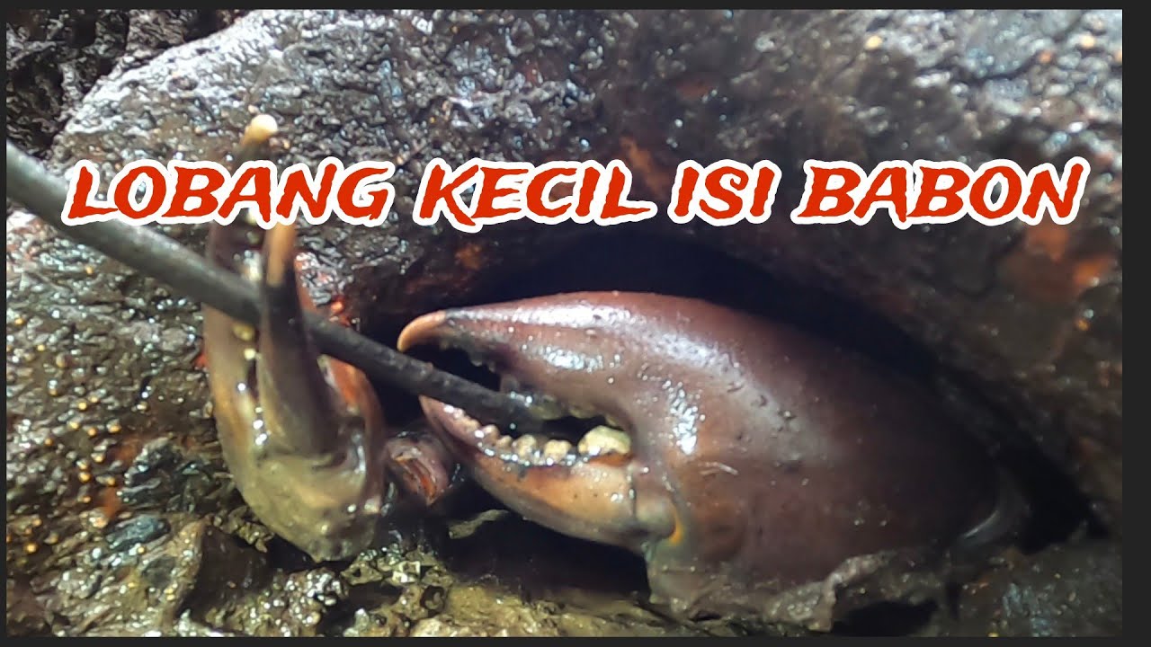 BERBURU KEPITING BAKAU PART 5‼️belitung hunting