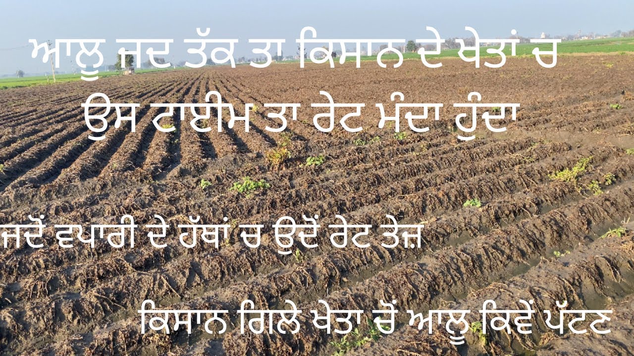 ਆਲੂ ਦਾ ਰੇਟ ਤਾ ਵੱਧ ਗਿਆ 🥔 ਪਰ ਹੁਣ ਆਲੂ ਪੱਟੀਏ ਕਿਵੇਂ 🥺🥺ਏਹ ਵੀ ਦੱਸੋ 🙏🏻🙏🏻 #punjab #market #profit #rate 