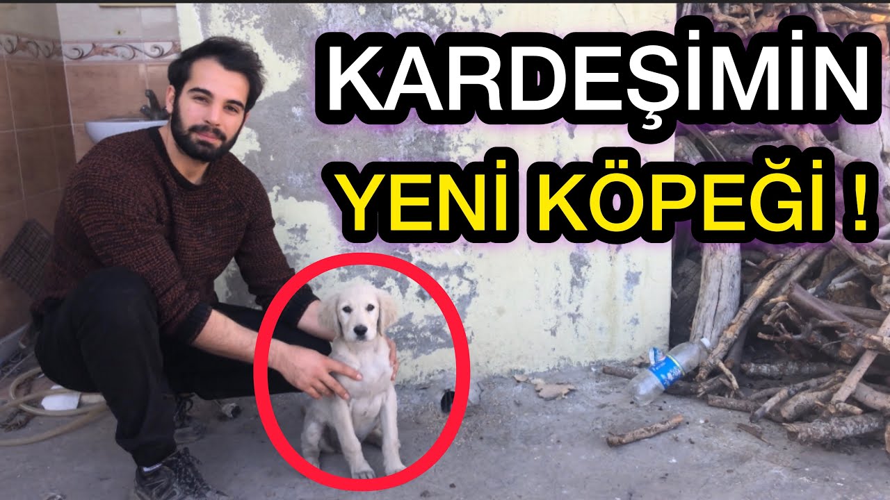 KARDEŞİMİN YENİ KÖPEĞİ! MUHABBET KUŞLARIMA YENİ KAFES!