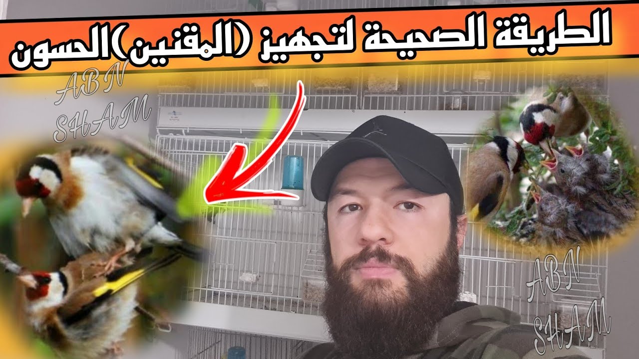 طريقة تجهيز الحسون(المقنين)كيف اتعامل مع حسون صيد جديد لتزاوج في القفص ماذا أقدم متى يبدأ الإنتاج